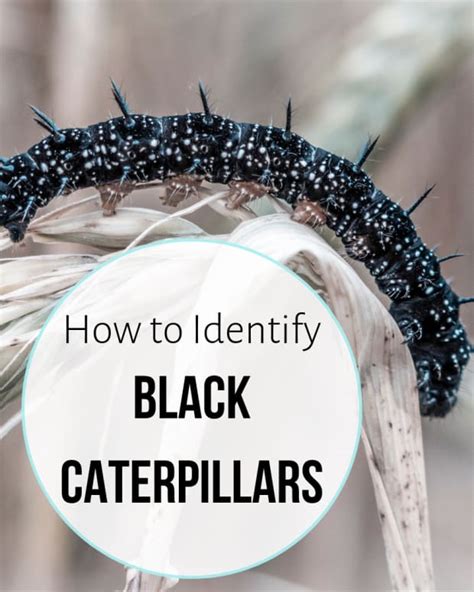 Caterpillar Identification Guide 40 Species With Photos And