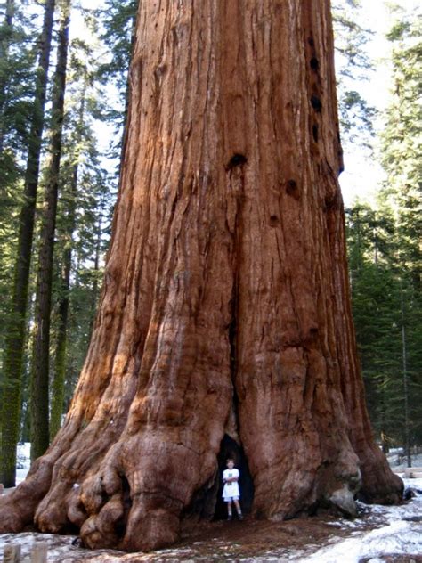 Top 10 Tallest Trees In The World List Crown