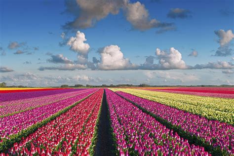 Tulip Festival In Amsterdam The Netherlands Jbs World Travel