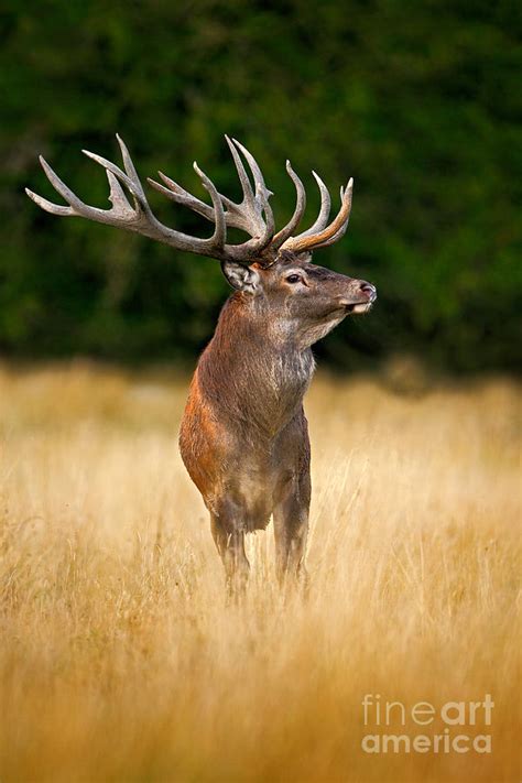 Red Deer Stag Majestic Powerful Adult Photograph By Ondrej Prosicky Fine Art America