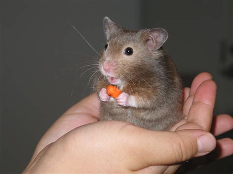 Tudo Sobre Todos Os Hamsters Aprenda Tudo Sobre Eles Treinando Seu