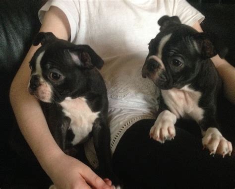 Stenotic nares can be corrected with surgery. Boston Terrier Puppies For Sale | Texas 121, TX #257783