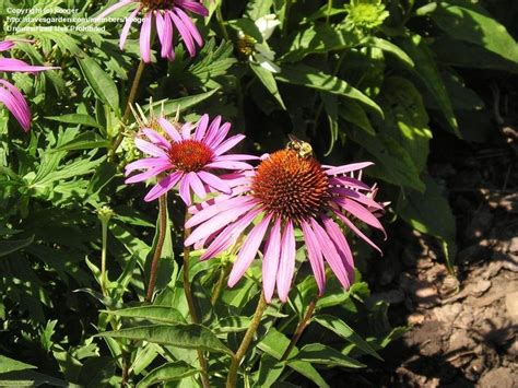 Purple coneflower, or echinacea purpurea, is by far the most popular variety of coneflower. PlantFiles Pictures: Echinacea, Purple Coneflower 'Ruby ...
