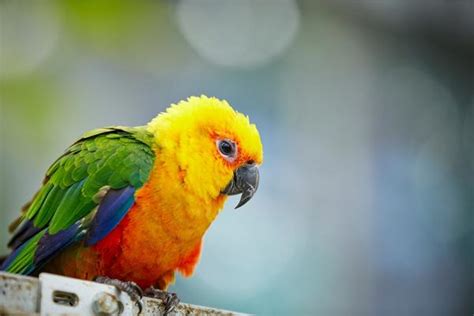 Conures Types The Ultimate Guide Chipper Birds