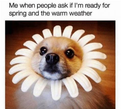 Spring Memes Fun
