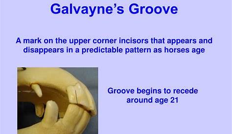 galvayne's groove real horse teeth age chart