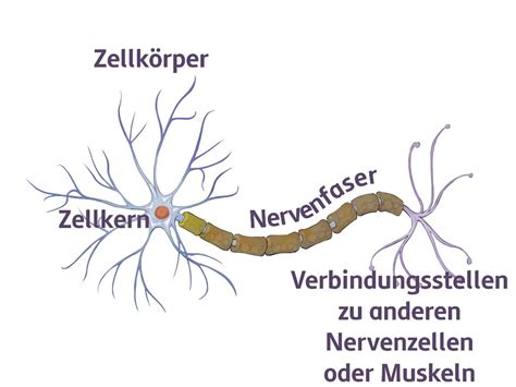 Nervensystem Biologie Schubu