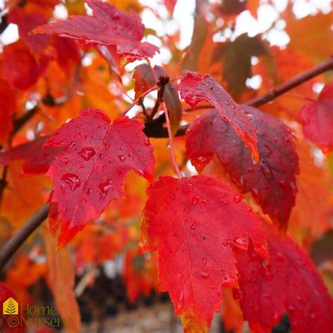Acer Rubrum Red Sunset® Red Maple From Home Nursery