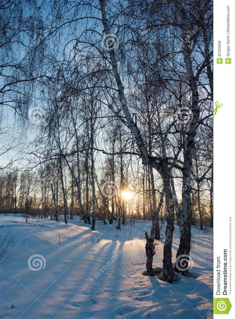 Winter Forest At Sunset Stock Image Image Of Bright 87334859