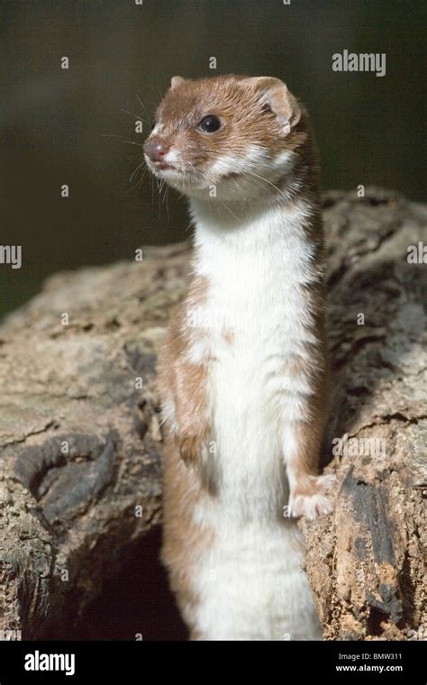 Weasel Mustela Nivalis Alert Standing On Hind Legs Stock Photo Alamy