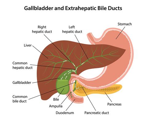 Understanding Gall Bladder Disease This Quarterly