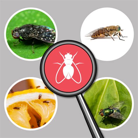 Flies Identification Identifying Various Types Of Flies Pest Supply