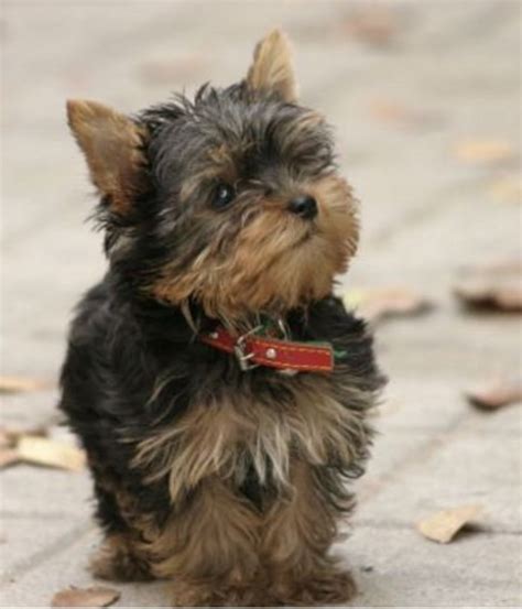 Facts About Teacup Dog Breeds Prospective Buyers Should Know Pethelpful