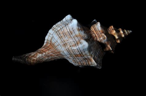 Listen To The Year Old Seashell Believed To Be Worlds Oldest