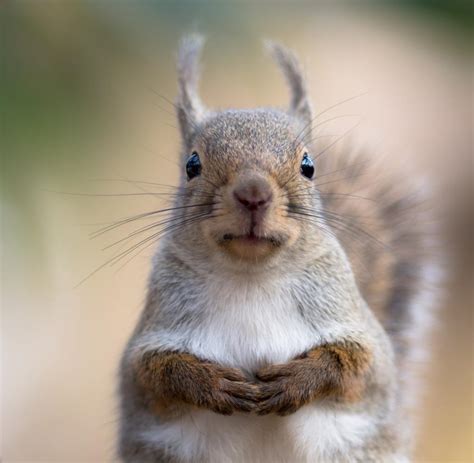 Foto Wettbewerb Das Sind Die Witzigsten Tierfotos Des Jahres Welt