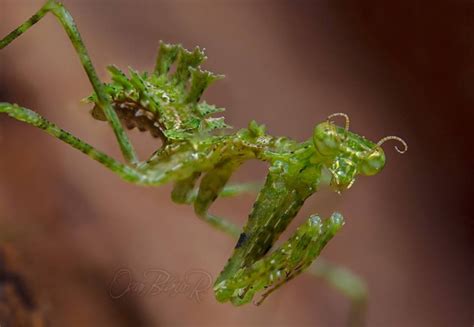 First Ever Video Footage Of Rediscovered Moss Mantis Species