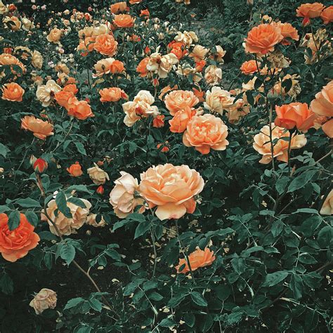 Forest Of Roses Photograph By Cassia Beck Fine Art America