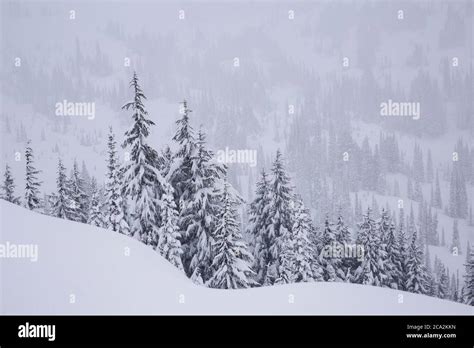 Winter Wonderland Scene At Paradise Mt Rainier Np Stock Photo Alamy