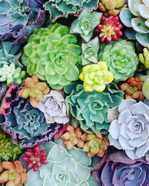 Instagram Photo By Lostcoastsucculents Colorful Succulents