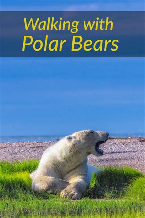 Walking With Polar Bears The Greatest Arctic Safari