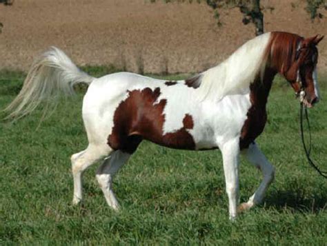 razze cavalli quarab purosangue arabo  quarter horse