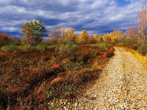 Brownfield Bog Photograph By Tim Canwell Pixels