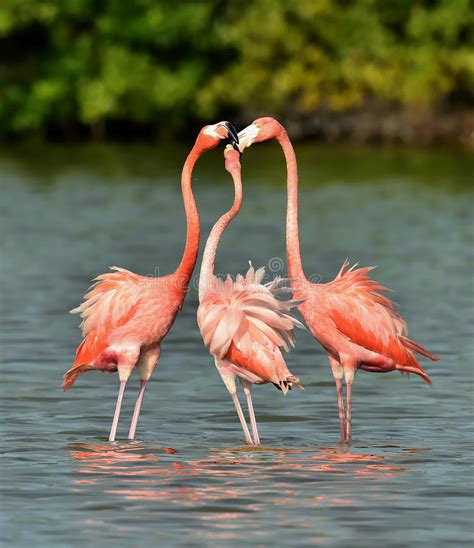 Mating Dance Of A Flamingo Stock Photo Image Of Animal 59096218