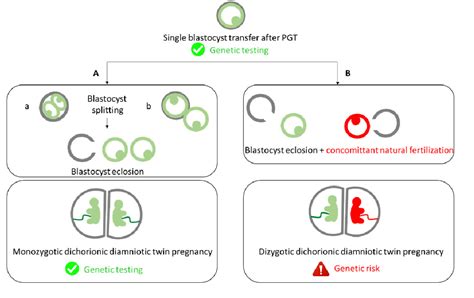 Figure 1 From Molecular Characterization Of A Rare Case Of Monozygotic