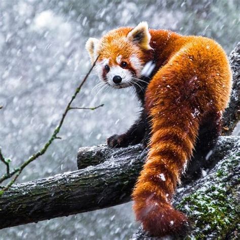 Red Fox Panda On Snow Follow Us For More Images Like Animals Animals