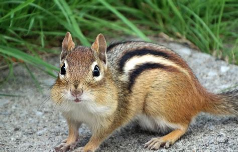 Chipmunk Facts Striped Rodent Marmotini Habitat And Diet
