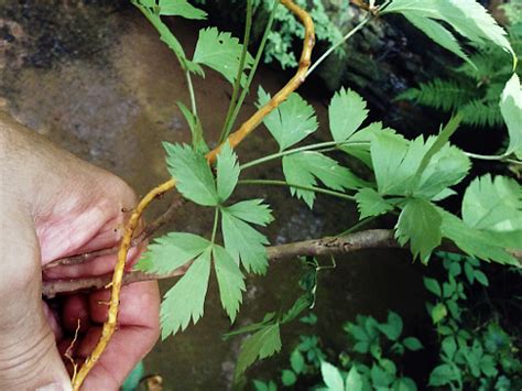 Survivaltek Medicinal Yellow Root