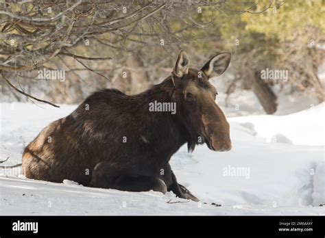 Moose Cow Sitting In Snow On The Edge Of A Forest In Winter Moose Cow