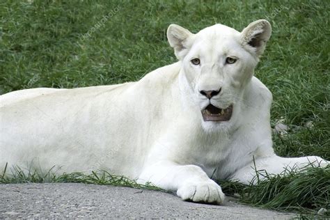 White Lioness — Stock Photo © Ktd011 2313082
