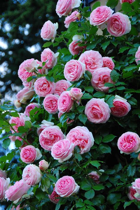 Gardenzeus Recommendations For Climbing Rose Varieties In California