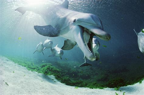 Bottlenose Dolphin Underwater Hawaii Photograph By Flip Nicklin Fine