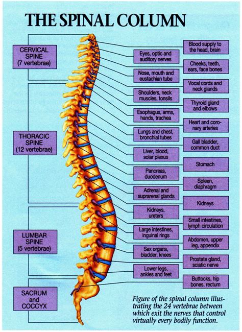 Spinal Organ Chart Premier Chiropractic Centre