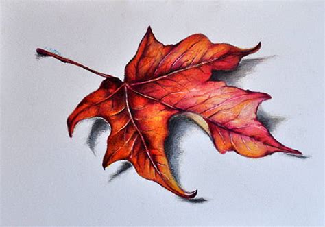 Realistic Leaf Drawing At Getdrawings Free Download