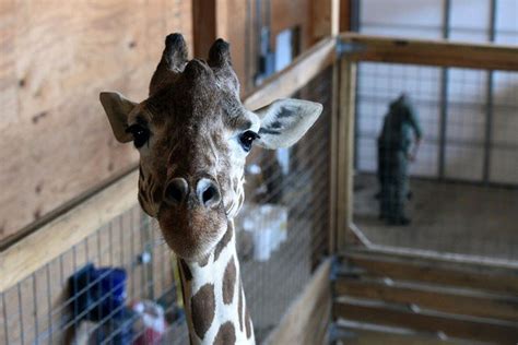 A Visit With April The Giraffe Photos Video Of Upstate Ny Viral Sensation
