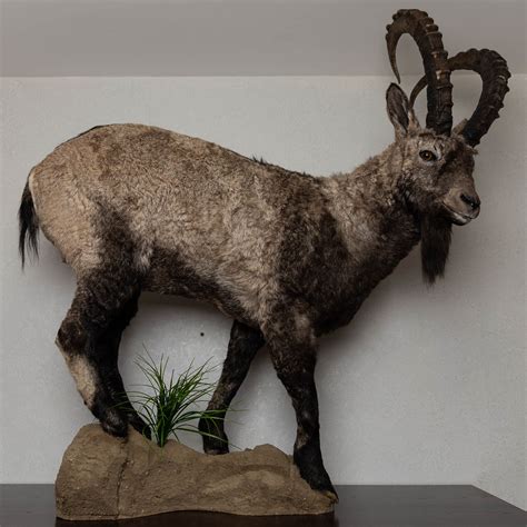 Siberian Ibex Taxidermy Mount Wild Mountain Goat Mounted Stuffed