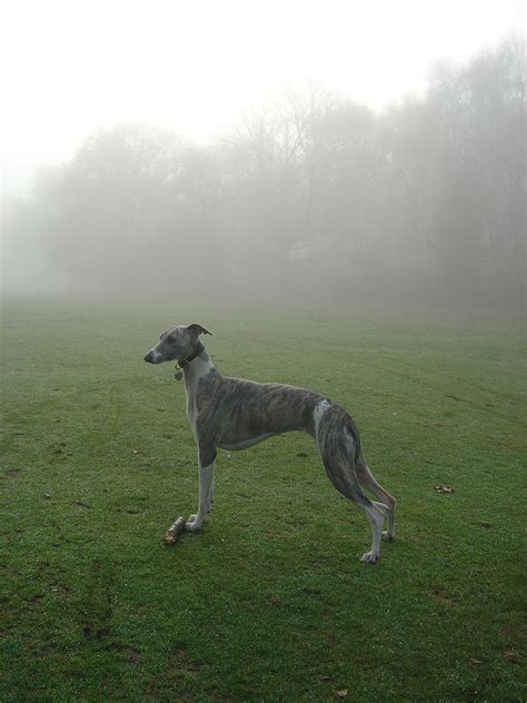 Winnie In The Mist Whippet Dog Brindle Fawn Hound Winnie Mists