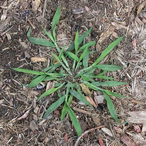 Easy Guide To Identify Common Weeds That Look Like Grass In Your Lawn