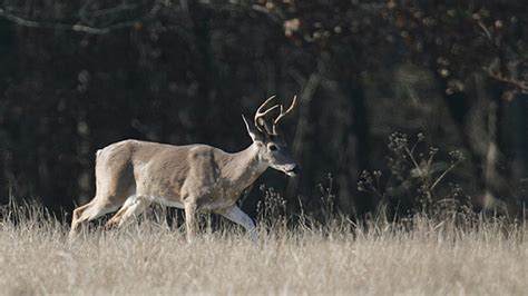 Hunter Dies After Being Attacked By A Deer Hed Just Shot News 4 Buffalo