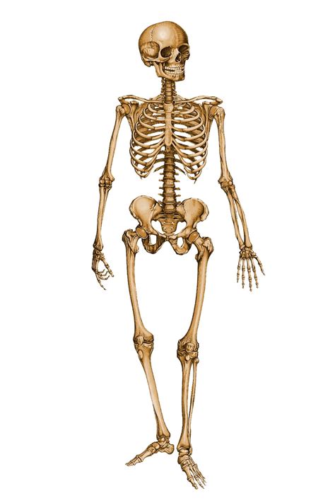 Esqueleto Humano Hd Imagui