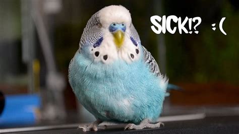 Some Sick Bird Symptoms Budgies Budgies Bird Pet Birds