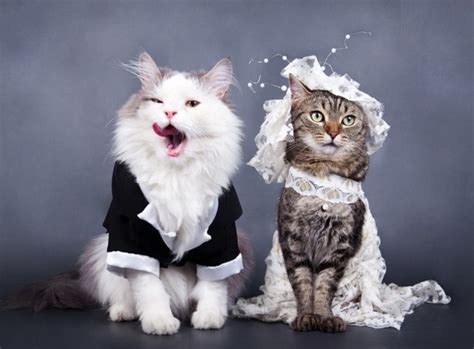 Ten Cats Getting Married In The Traditional Style