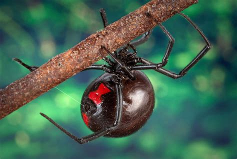 Black Widow Spider Eats Mate Youtube Black Widow Is Virginia S Only
