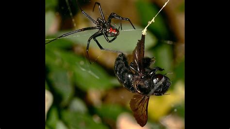 Are Black Widow Spiders Poisonous Are Male Black Widows Poisonous