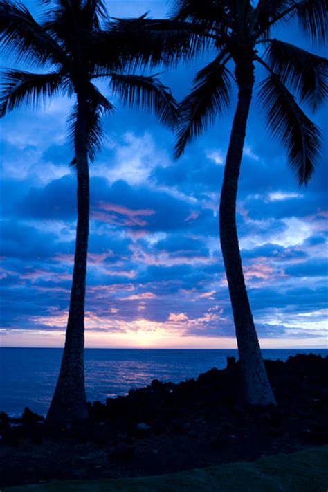 Palm Trees After Sunset Free Stock Photos Rgbstock