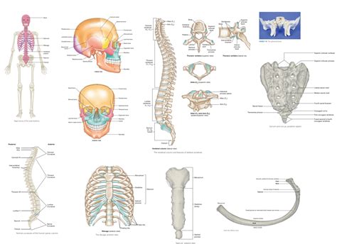 Axial Skeleton Skeletal Organization