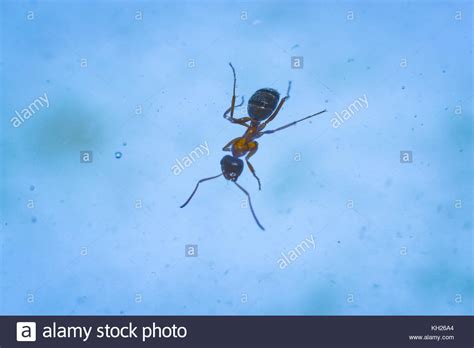 The Ant Floats Close Up Macro Insect Green Leaf Stock Photo Alamy